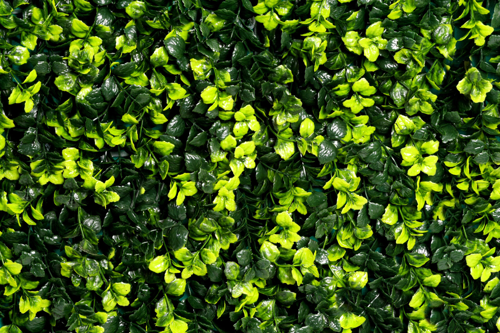Green-Buds-3-2.jpg